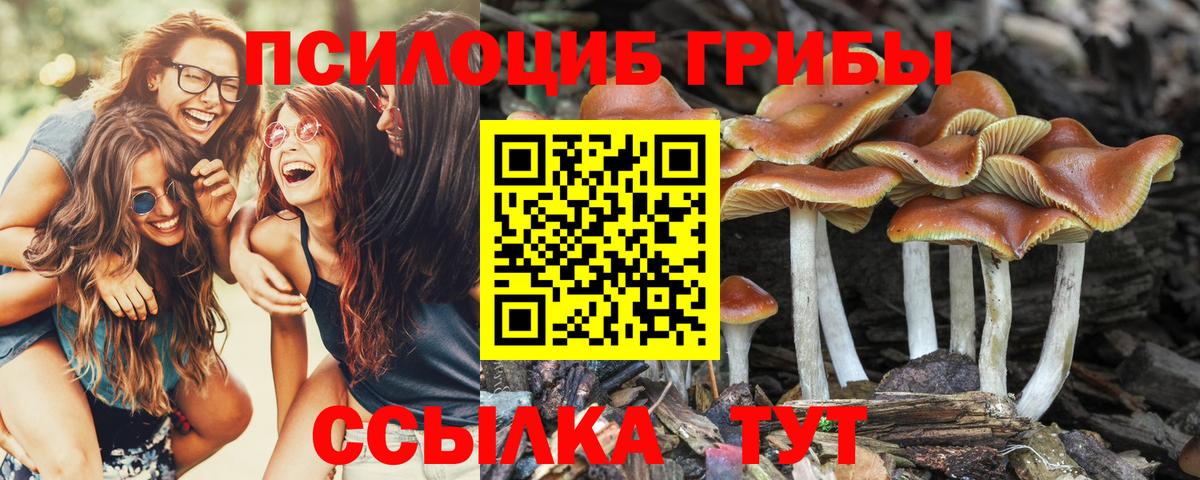 Сергиев Посад  Псилоцибиновые грибы Psilocybine cubensis  Вход с VPN  Галлюциногенные грибы Psilocybine cubensis 